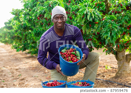 Man is picking cherries into the buckets 87959476