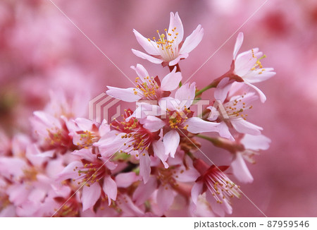 Okame櫻花會開花 87959546