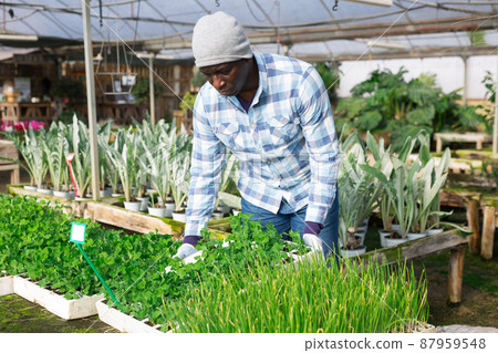 African american farmer is engaged in growing seedlings 87959548
