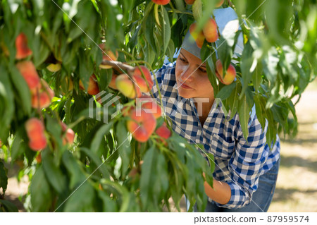 Woman gardener in kerchief during harvesting of peaches in garden 87959574