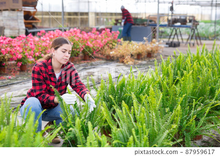 Woman choosing nephrolepis in pot in greenhouse 87959617