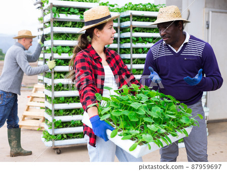 Man and woman talking at plant nursery 87959697