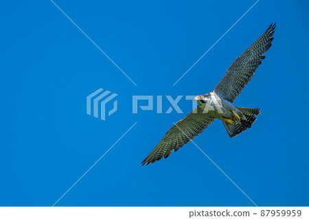 May in Hokkaido, spring of falcons. 87959959