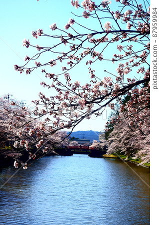 盛開的櫻花和紅橋松崎公園 盛開的櫻花和紅橋松崎公園 87959984