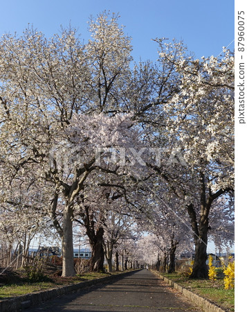 Cherry blossoms in full bloom Sakura Sakura Mahoroba no Ryokudo 87960075