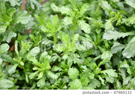 Open-field cultivated garland chrysanthemum (crowdaisy) 87960132