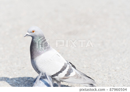 吵架的鴿子 87960504