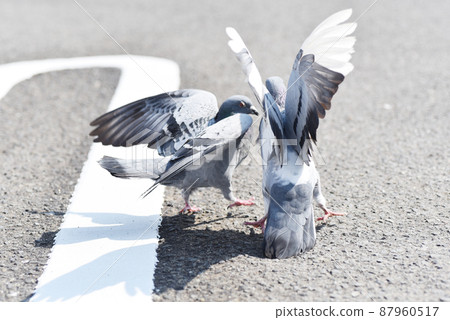 Pigeons in a quarrel 87960517