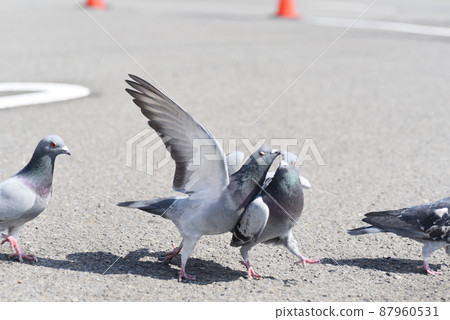 Pigeons in a quarrel 87960531