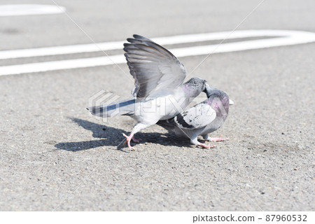 Pigeons in a quarrel Pigeons in a quarrel 87960532