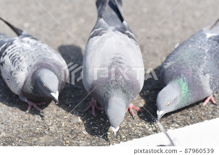 Pigeons in a quarrel 87960539