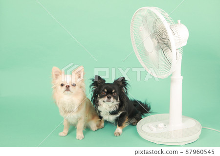 Household fan and long coat Chihuahua 87960545