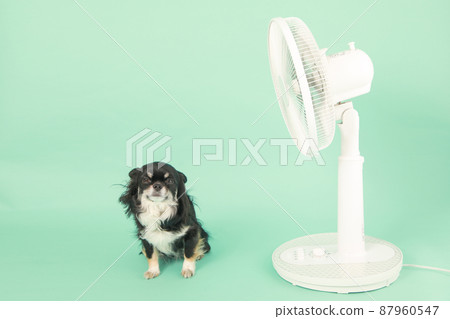 Household fan and long coat Chihuahua 87960547