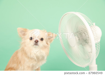 Household fan and long coat Chihuahua Household fan and long coat Chihuahua 87960549
