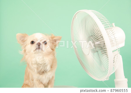 Household fan and long coat Chihuahua 87960555