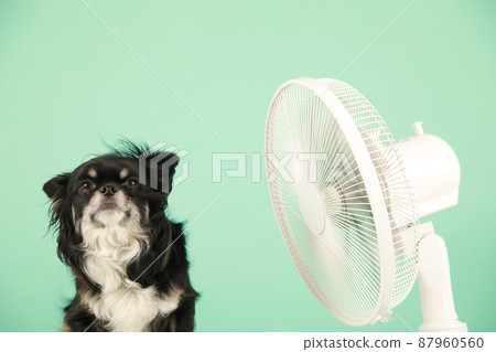 Household fan and long coat Chihuahua 87960560