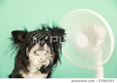 Household fan and long coat Chihuahua 87960563