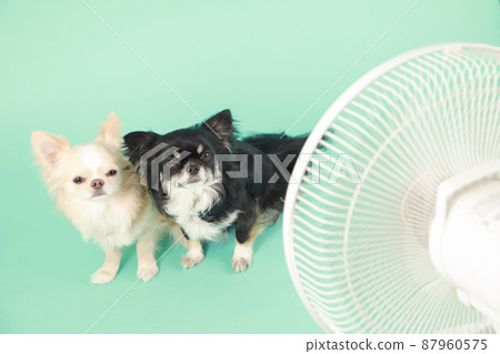 Household fan and long coat Chihuahua 87960575