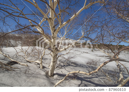 The park of the Etna volcano with its birches The park of the Etna volcano with its birches 87960810
