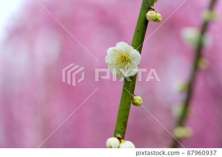 White weeping plum with a red weeping background White weeping plum with a red weeping background 87960937