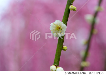 White weeping plum with a red weeping background White weeping plum with a red weeping background 87960938