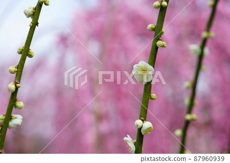White weeping plum with a red weeping background White weeping plum with a red weeping background 87960939