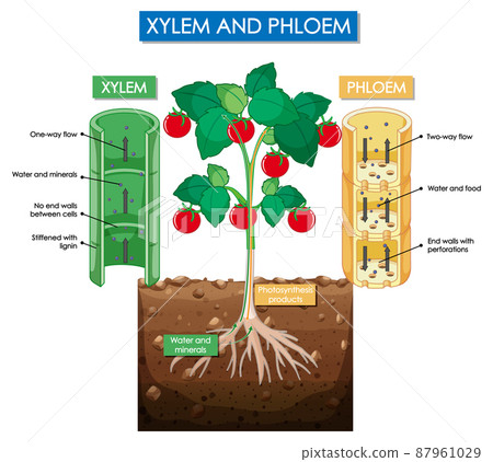 Diagram showing xylem and phloem plant 87961029