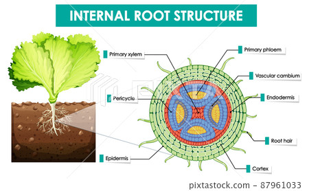 Diagram showing internal root structure Diagram showing internal root structure 87961033