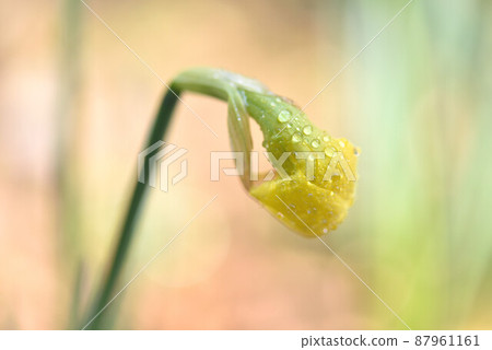 Narcissus Narcissus 87961161