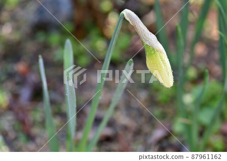 Narcissus 87961162
