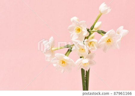 Narcissus Narcissus 87961166
