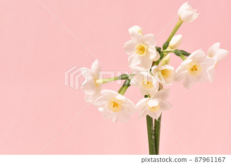 Narcissus 87961167
