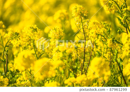 Image of rape field and spring in full bloom 87961299
