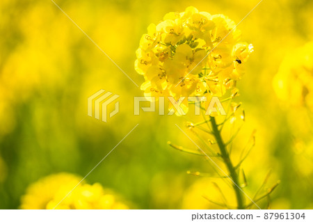 油菜花田和春天盛開的形象 87961304