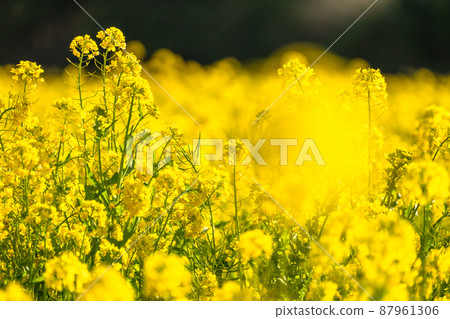 油菜花田和春天盛開的形象 87961306