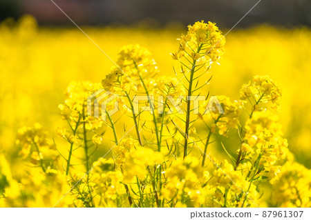 油菜花田和春天盛開的形象 87961307