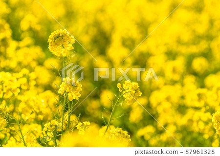 Image of rape field and spring in full bloom 87961328