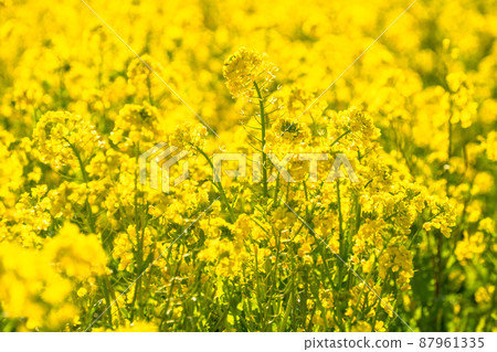 油菜花田和春天盛開的形象 87961335