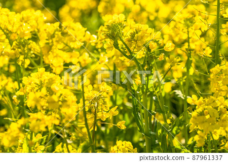 油菜花田和春天盛開的形象 87961337