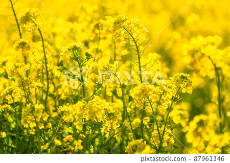 Image of rape field and spring in full bloom Image of rape field and spring in full bloom 87961346