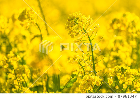 油菜花田和春天盛開的形象 87961347