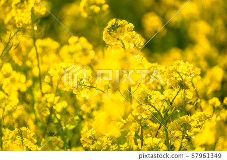 油菜花田和春天盛開的形象 87961349
