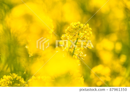 油菜花田和春天盛開的形象 87961350