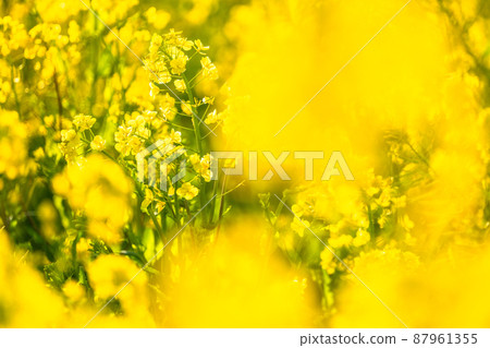 油菜花田和春天盛開的形象 87961355