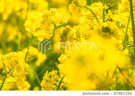 Image of rape field and spring in full bloom 87961356