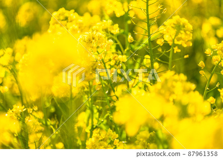 油菜花田和春天盛開的形象 87961358