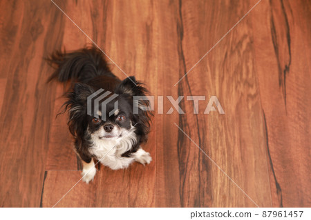 Black and Tan long coat Chihuahua looking up at the owner on the flooring Black and Tan long coat Chihuahua looking up at the owner on the flooring 87961457