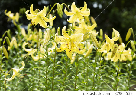 北極星百合原公園 札幌市 北極星百合原公園 札幌市 87961535