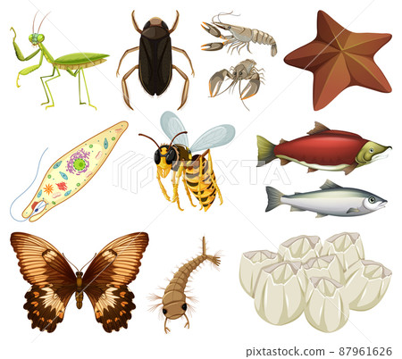Different kinds of insects and animals on white background 87961626