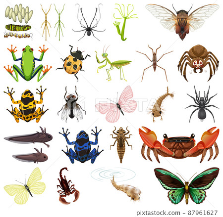 Different kinds of insects and animals on white background Different kinds of insects and animals on white background 87961627